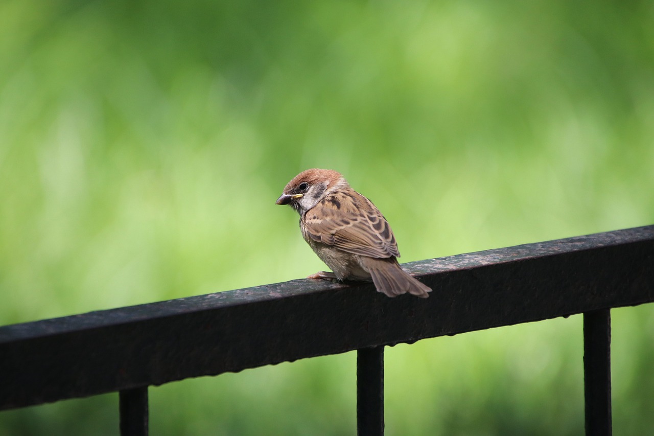 The Best Bird Watching Spots in Acadia National Park